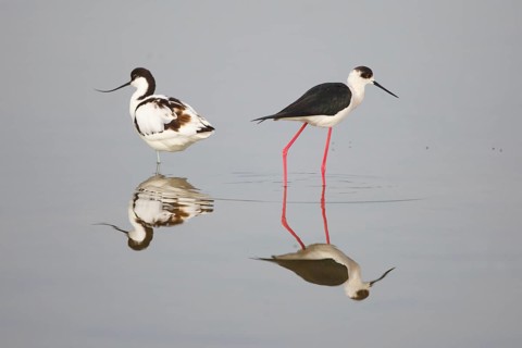 Pied Avocet & Black-winged Stilt (Recurvirostra avosetta & Himantopus himantopus), Greece
