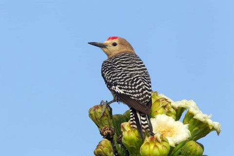 Gila Woodpecker Melanerpes uropygialis Tucson, Pima County, Arizona, United States 16 May Adult