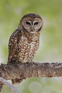 Spotted Owl (Strix occidentalis) perched on a branch in southern Arizona, USA