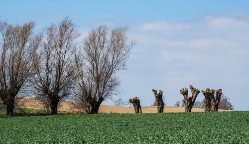 Row of willow trees, pruned and unpruned, in Ystad Municipality, Skåne County, Sweden, Scandinavia