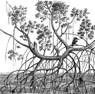 The mangrove ecosystem finds living conditions in the tidal waters of the tropics, tide, low tide,