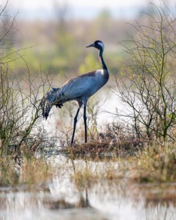 Crane (Grus grus) at its nest, Wagenfeld, Lower Saxony, Germany