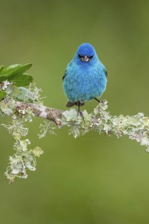Indigo Bunting (Passerina cyanea) male perched on a branch, Texas, USA