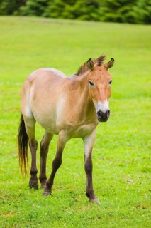 A Przewalski's horse (Equus ferus przewalskii or Equus przewalskii), walks across a paddock