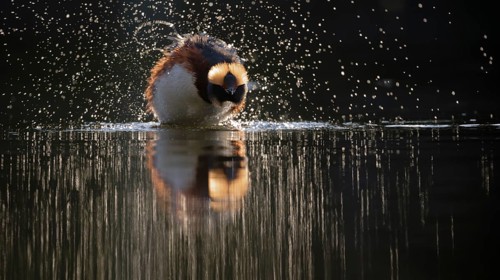 Horned Grebe (Podiceps auritus), Dalarna, Sweden