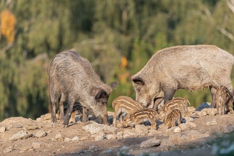 Two adult and some piglet wild boar or wild pig (Sus scrofa) walking over an opening with a green