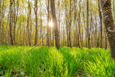 Sunlight floods a spring forest with light green grass, Gechingen, district of Calw, Black Forest,