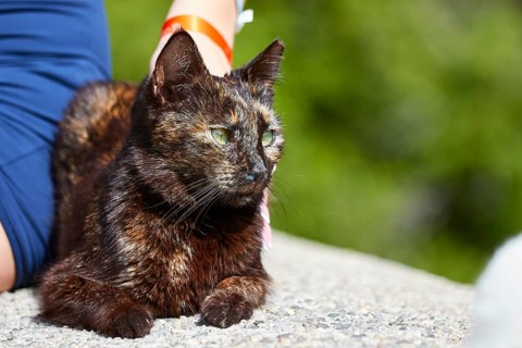 Dark cat sitting on the floor and being looked at by a person, Kalithea, cat station, Rhodes,