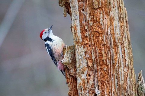 Middle spotted woodpecker (Dendrocopus medius) Germany