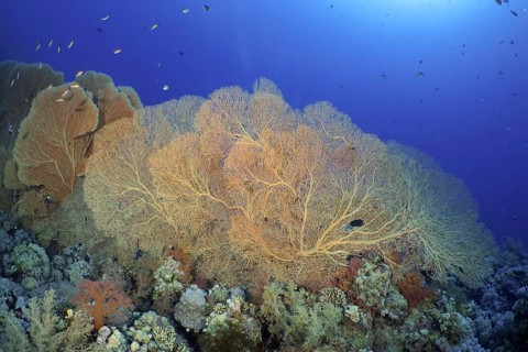 Giant fan coral (Annella mollis)