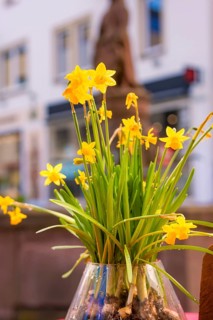 A bouquet of yellow daffodils in a vase against a blurred background in a town, Nagold, Calw