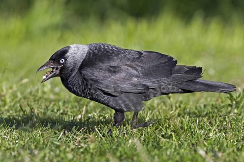 Western Jackdaw (Coloeus monedula), Saxony-Anhalt, Germany