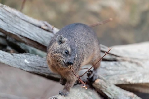 A rock hyrax (Procavia capensis) is sitting on rotting wood and eating a twig. Southern and Central