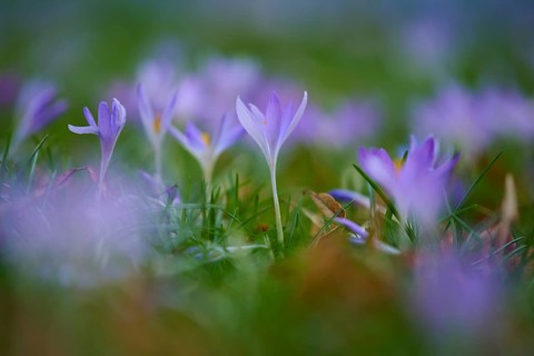Purple crocuses spread across a meadow in a soft, misty spring light, Germany