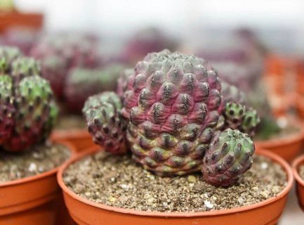 Beautiful succulent plant in greenhouse. Closeup, floral patterns, selective focus