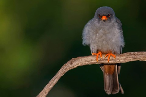 Red-footed Falcon, (Falco vespertinu), perching station, falcon family, Tower Hide, Tiszaalpár,