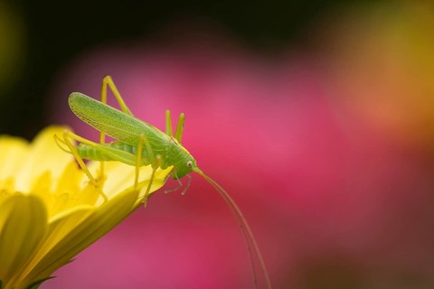 Oak bush cricket (Meconema thalassinum) adult insect on a yellow garden flower in summer, Suffolk,