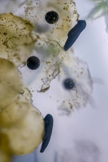 Common frog, Common Frog, rana temporaria, amphibians, amphibians, freshly hatched, frog, frogs,