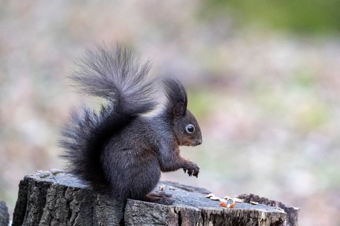 Squirrel (Sciurus vulgaris), sitting on a tree trunk, Vienna, Austria
