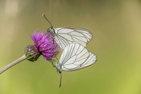 Black-Veined White butterflies (Aporia crataegi) mating in a natural meadow in spring. Bas Rhin,