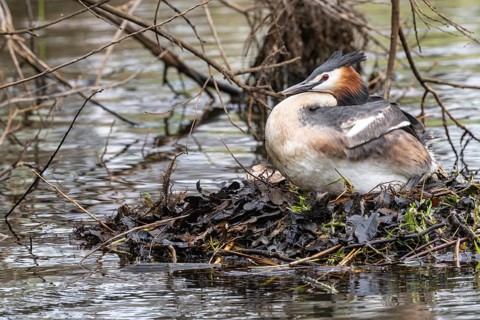 Great Crested Grebe (Podiceps Scalloped ribbonfish) at the nest, Emsland, Lower Saxony, Germany