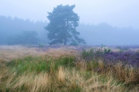 Flowering heather (Calluna vulgaris) with pine trees on a foggy morning in the Ahlhorner Heide,