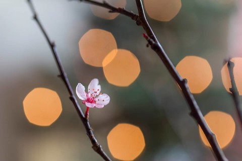 Barbara branches have blossomed, tradition in Advent, branches with blossoms and Christmas