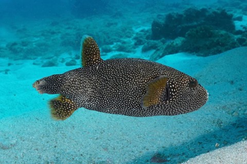 Guinea fowl pufferfish (Arothron meleagris)