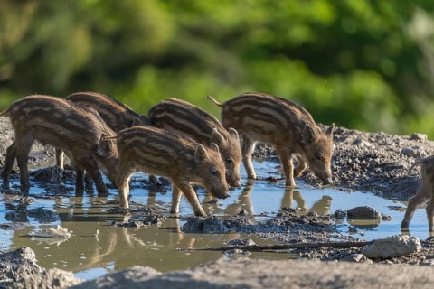 A group of piglet wild boar or wild pig (Sus scrofa) walking through the water of a small pool in