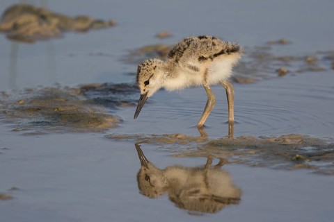 Black-winged Stilt (Himantopus himantopus) chick foraging, Mallorca, Spain