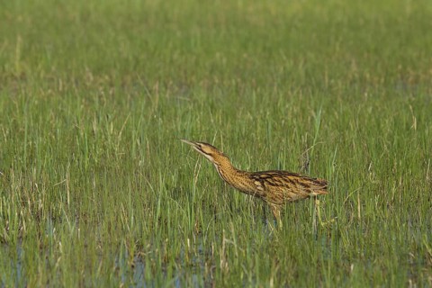 Eurasian Bittern (Botaurus stellaris) foraging, Austria