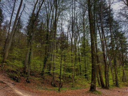 Deciduous forest in spring