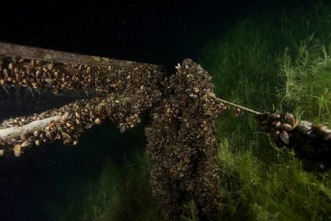 Rope and wood in the water, overgrown with quagga zebra mussels (Dreissena rostriformis bugensis),