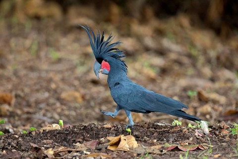 Palm Cockatoo (Probosciger aterrimus macgillivrayi) perched on the ground, Queensland, Australia