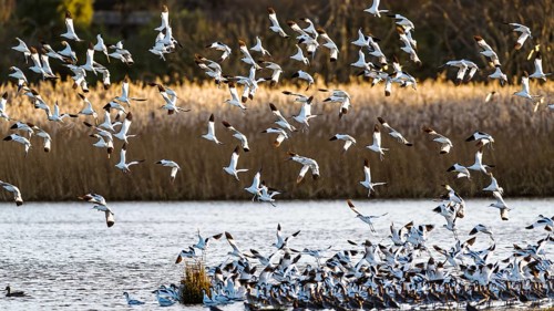 Pied Avocet, Recurvirostra avosetta, birds in flight over winter marshes, Devon, England, United