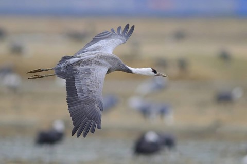 Hooded Crane (Grus monacha) flying, Arasaki, Japan