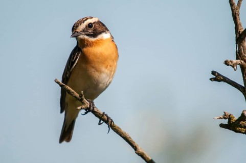 Brandenburg, whinthroat, Germany, Nabu, national natural heritage, Grünhaus natural paradise,