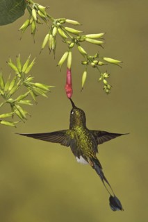 Booted Racket-tail (Ocreatus underwoodii), Ecuador