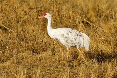 Sandhill Crane Grus canadensis Bosque del Apache National Wildlife Refuge, New Mexico, United