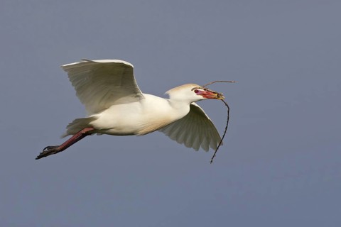 Western Cattle Egret (Bubulcus ibis) flying, Mallorca, Spain