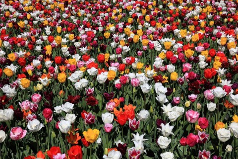 Many colourful tulips in one area