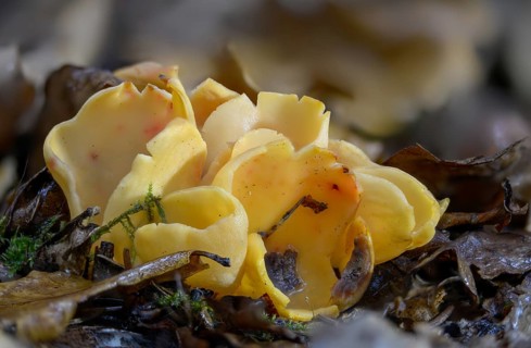 Aleuria onotica, donkey ear, otidea abietina, otidea onotica, peziza onotica, reddish earling,