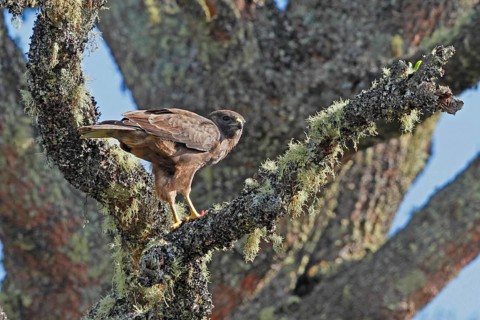 Hawaiian Hawk, 'Io, endangered