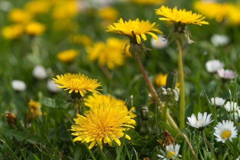 Asteraceae, Bellis Perennis, common dandelion, daisy, dandelion, dandelion, flower flower,