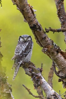 Barred owl, (Surnia ulula), animals, birds, owl family, owl, perch, biotope, habitat, Varanger Bird