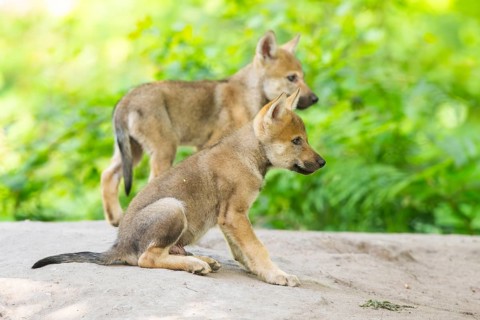 Eurasian wolf (Canis lupus lupus) cubs (youngster) on a little sand hill in the forest, Hesse,