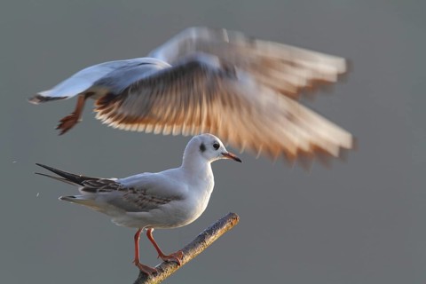 Black-headed Gull (Chroicocephalus ridibundus), North Rhine-Westphalia