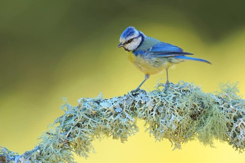 Eurasian Blue Tit (Cyanistes caeruleus) perched on lichen branch, Andalusia, Spain