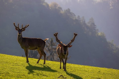 Two Red Deer stags (Cervus elaphus) stand on a meadow in backlit condition. A forest in the distant