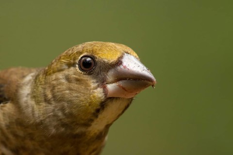 Hawfinch (Coccothraustes coccothraustes) juvenile, Utrecht, Netherlands